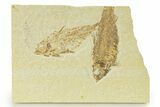 Plate of Two Fossil Fish (Knightia) - Wyoming #333781-1